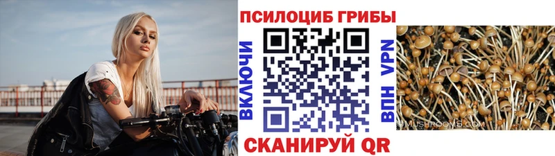 где найти Славгород Псилоцибиновые грибы прущие грибы